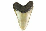 Huge, Fossil Megalodon Tooth - North Carolina #146781-2